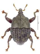 Image of Trigonopterus