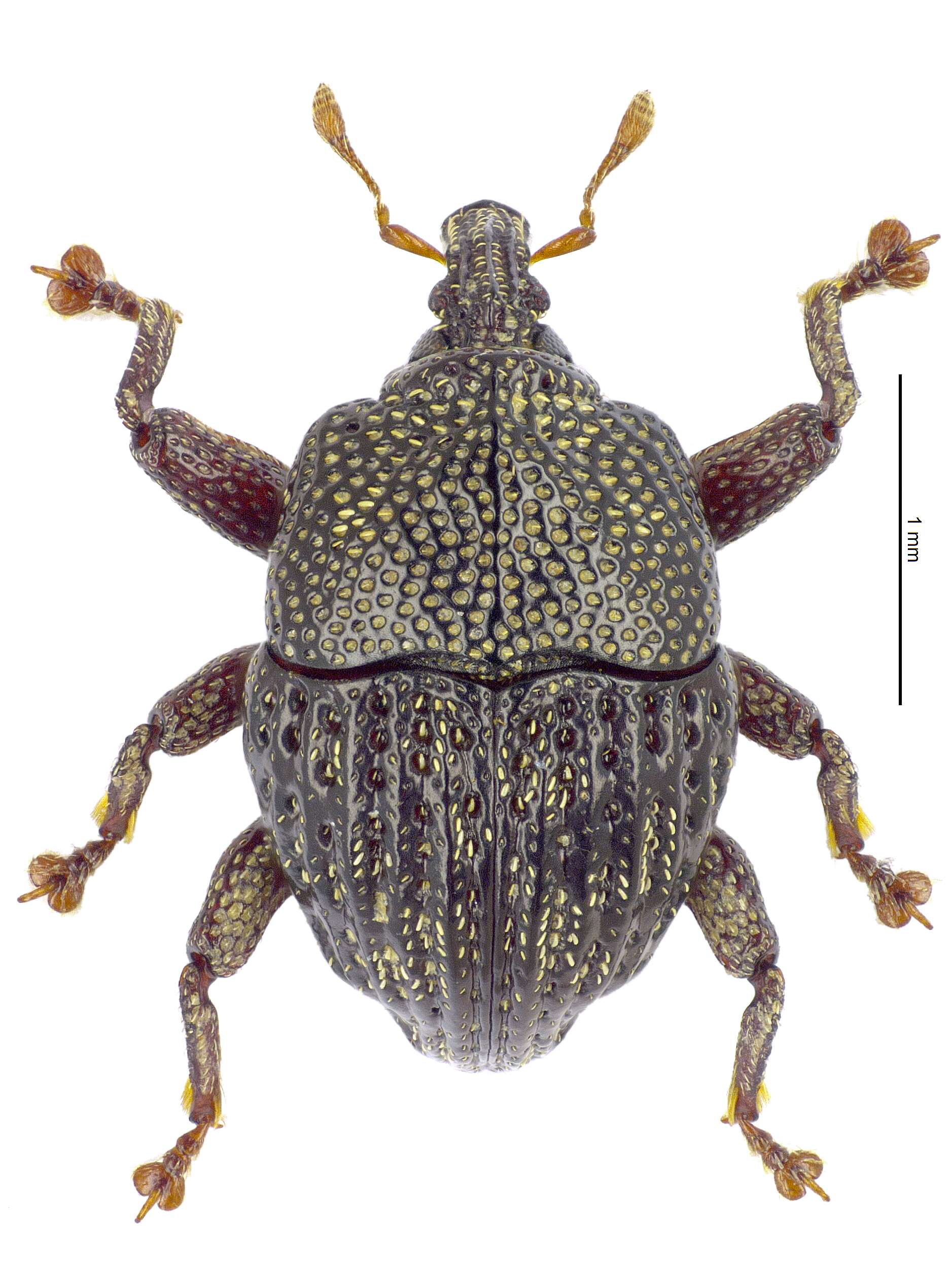 Image of Trigonopterus