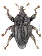 Image of Trigonopterus