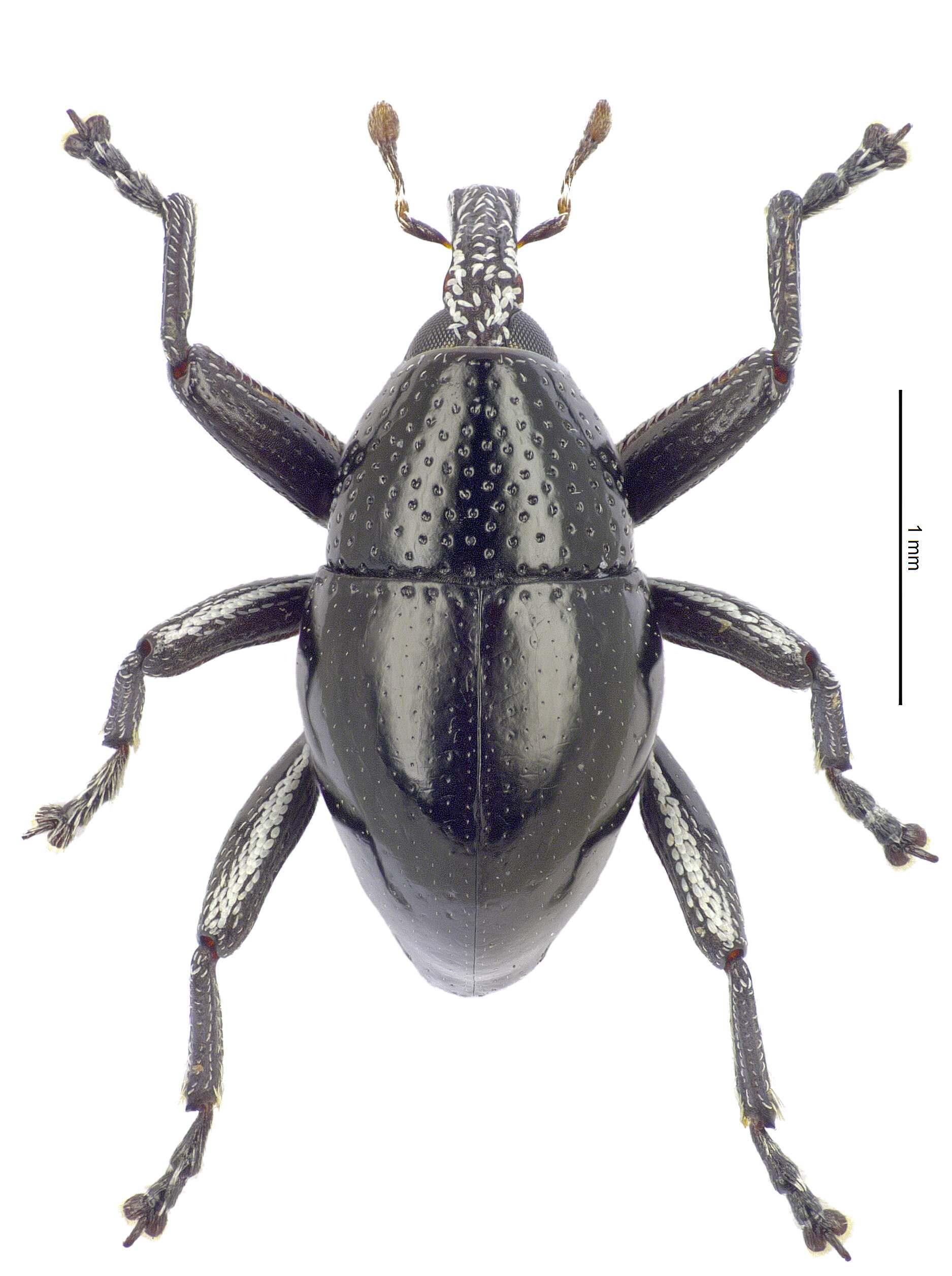 Image of Trigonopterus