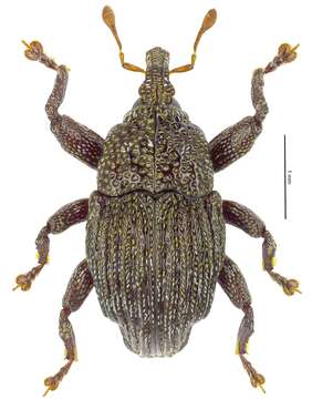 Image of Trigonopterus