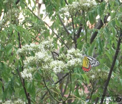 Image of Common Jezebel