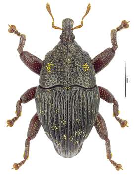 Image of Trigonopterus