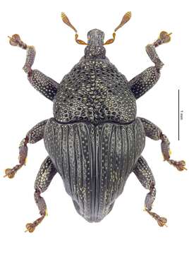 Image of Trigonopterus