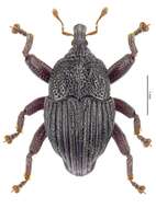 Image of Trigonopterus