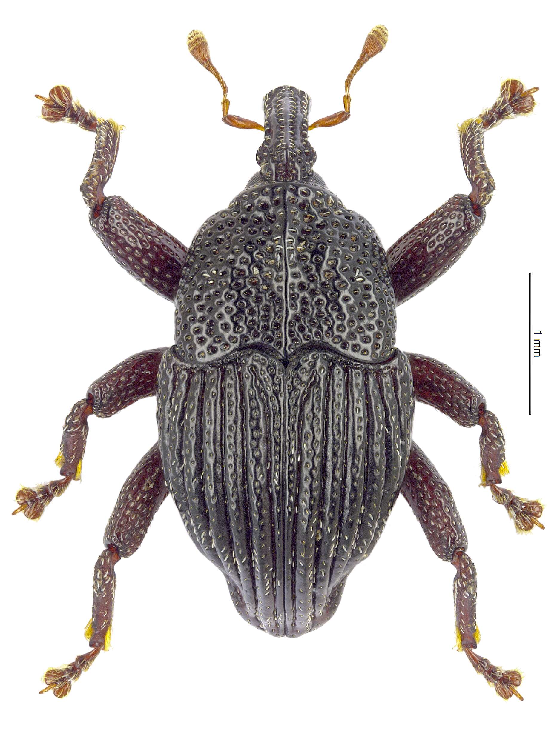 Image of Trigonopterus