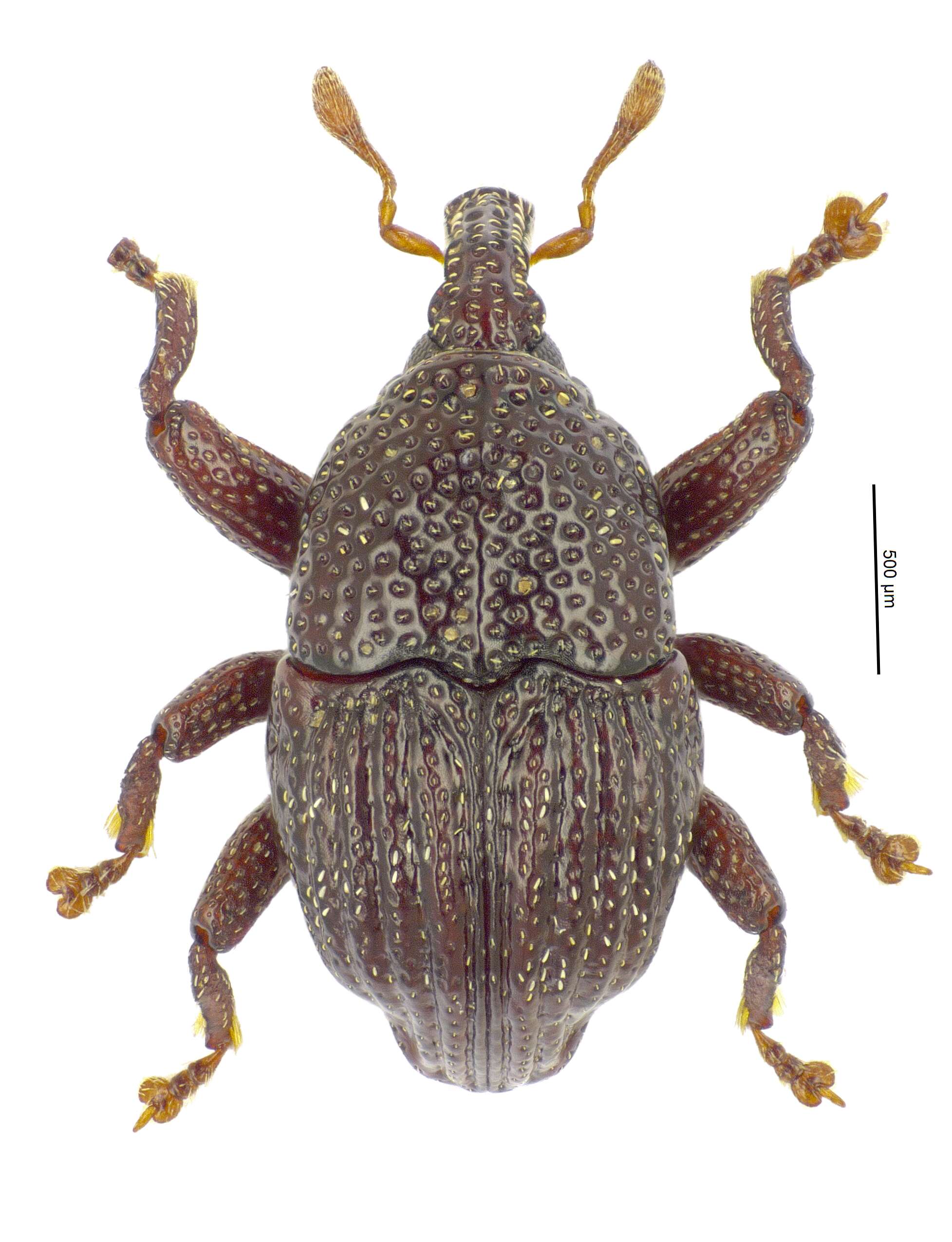 Image of Trigonopterus