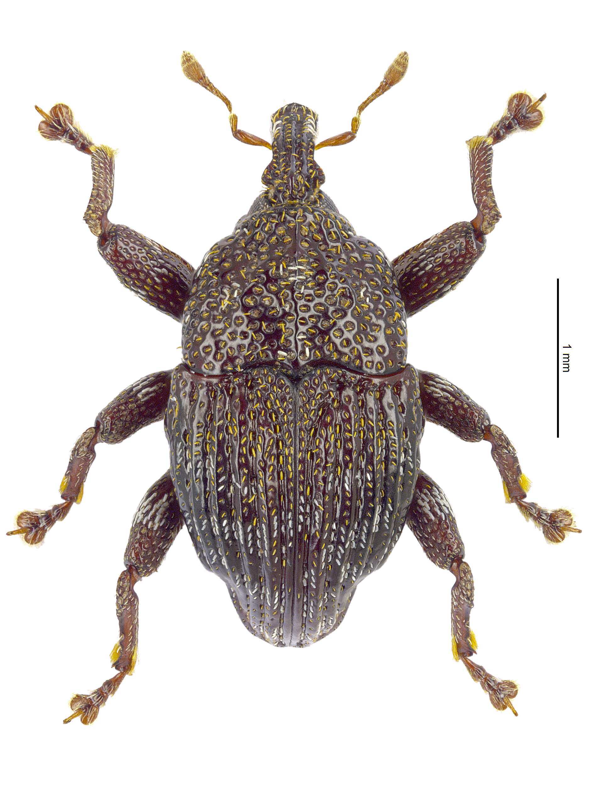 Image of Trigonopterus