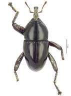 Image of Trigonopterus