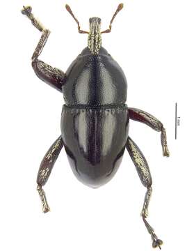 Image of Trigonopterus