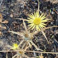 Image of Carlina racemosa L.