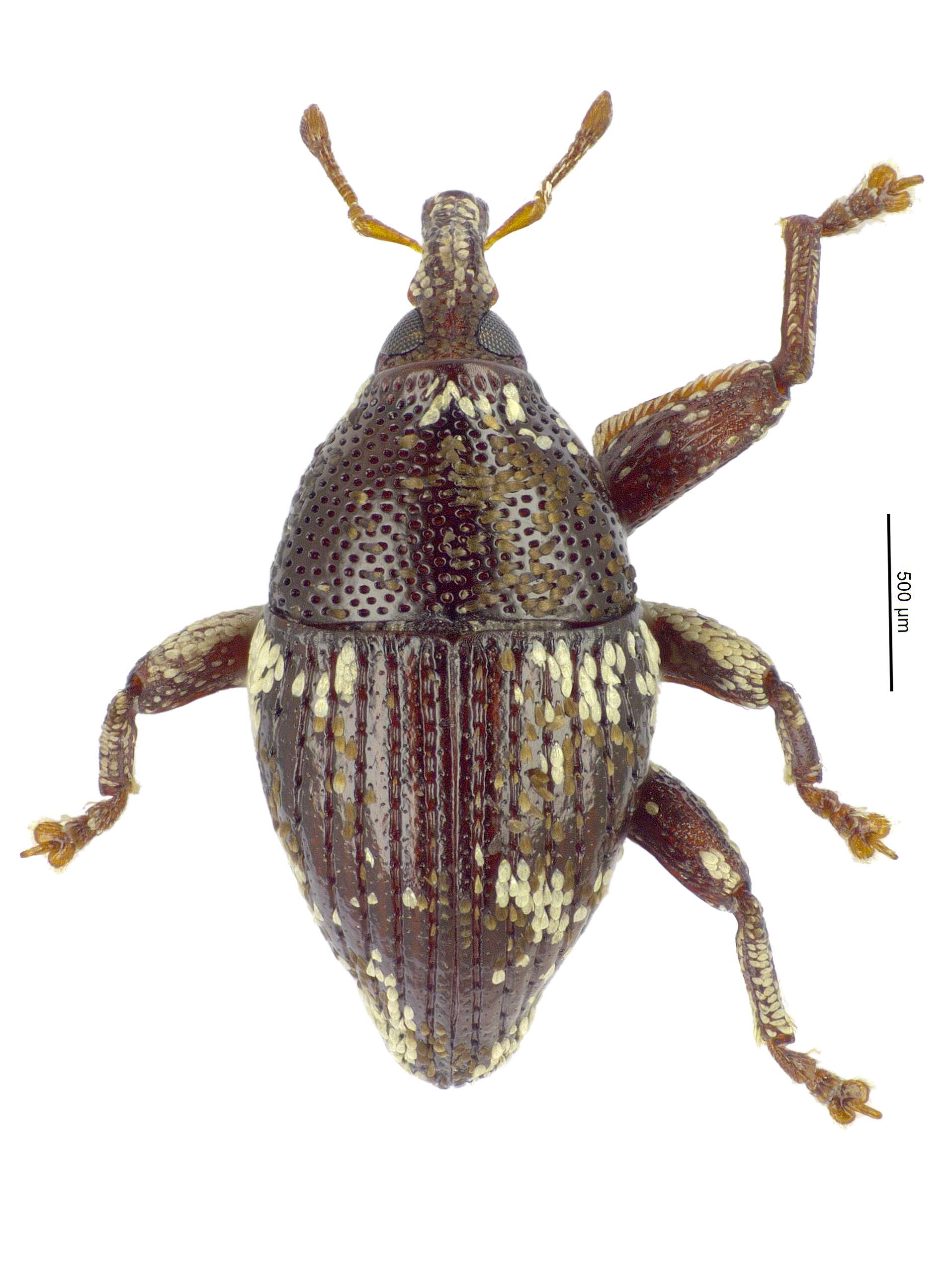 Image of Trigonopterus