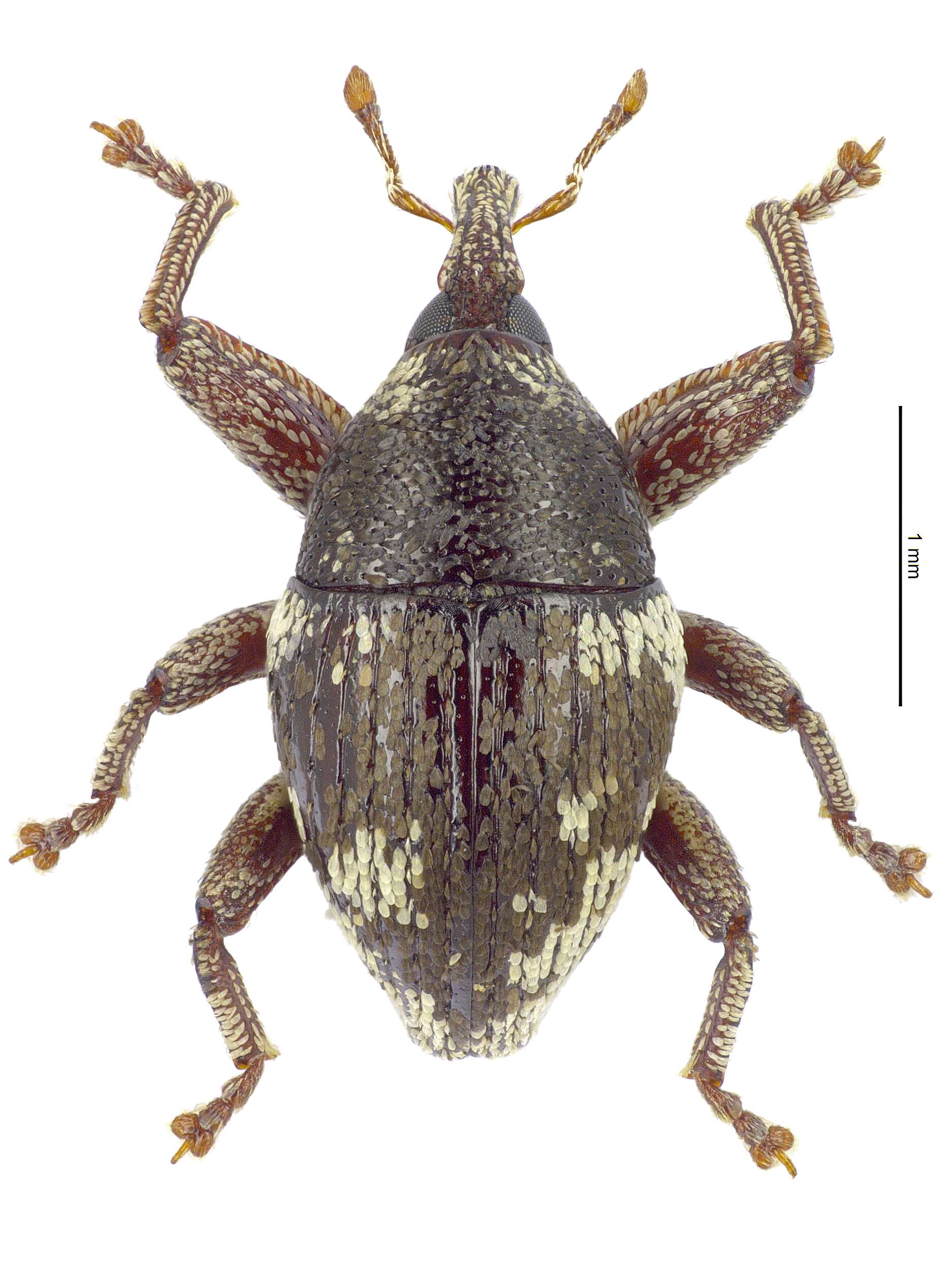 Image of Trigonopterus