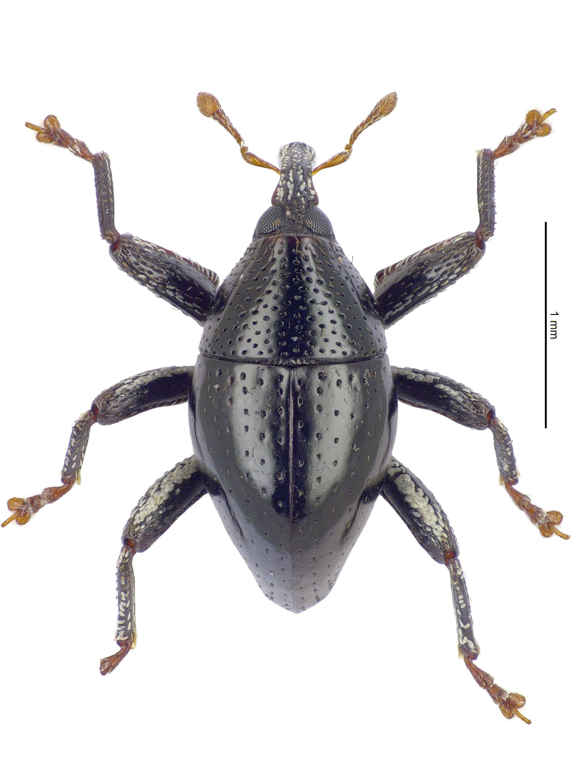 Image of Trigonopterus