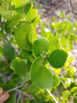 Image de Gyminda latifolia (Sw.) Urban