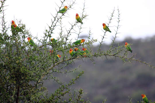 Image of Fischer's Lovebird