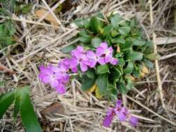 Image of rose rockcress