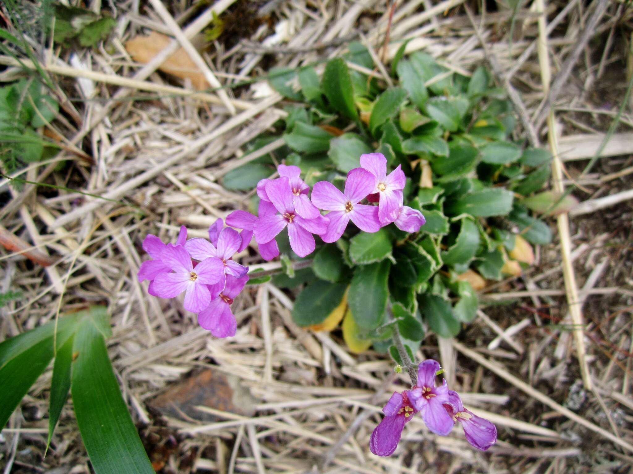 Image of rose rockcress