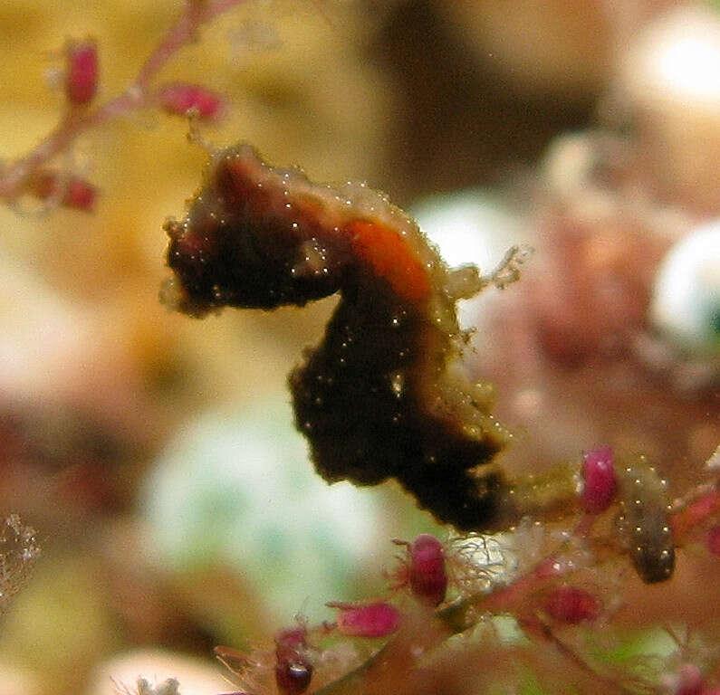 Image of Pontoh`s Pygmy Seahorse