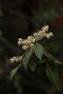 Image of Pieris formosa (Wall.) D. Don