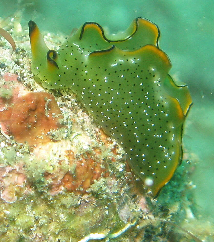 Image of lettuce slug