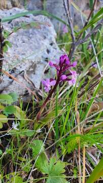 Orchis brancifortii Biv. resmi