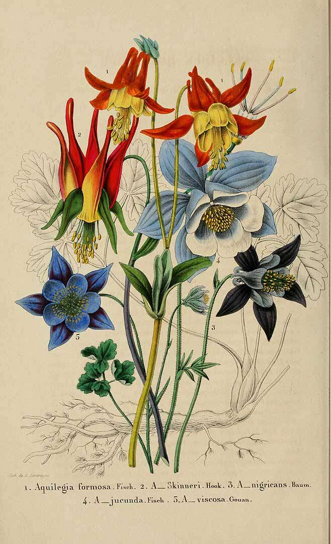 Слика од Aquilegia nigricans Baumg.