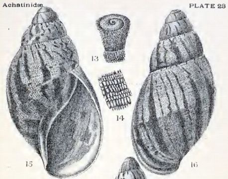 Image of <i>Archachatina camerunensis</i> d'Ailly