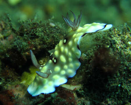 Image de Goniobranchus hintuanensis (Gosliner & Behrens 1998)