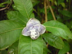 Image of Psychotria urbaniana Steyerm.