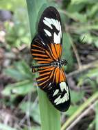 Heliconius erato amazona Staudinger 1896的圖片