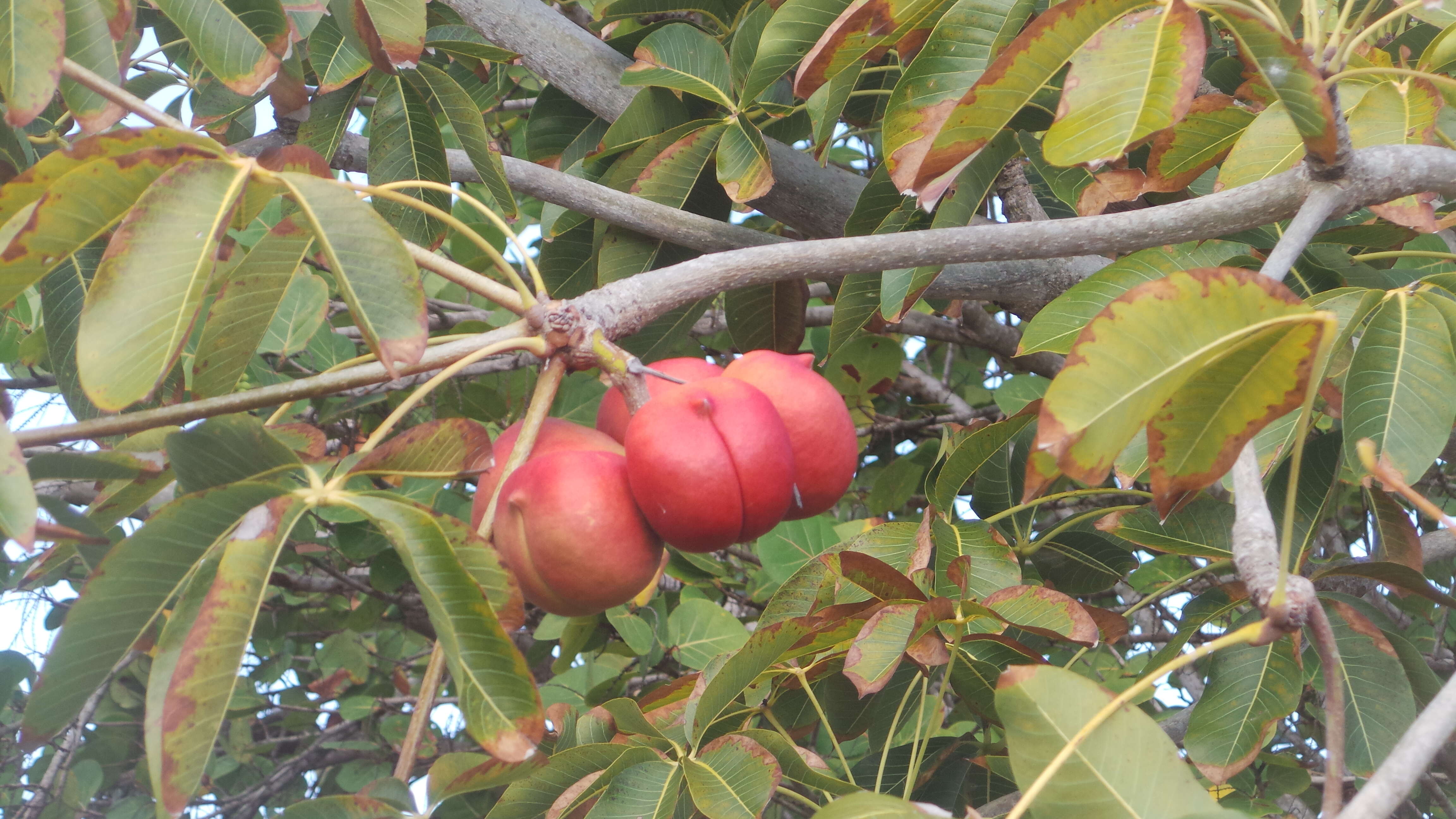 Image of hazel sterculia