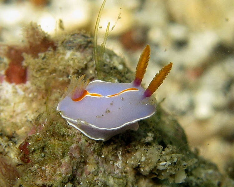 Image of Mexichromis trilineata (A. Adams & Reeve 1850)