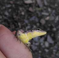 Image of Caucasian lizard