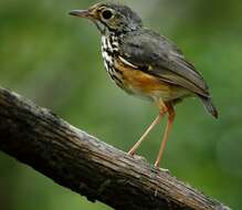 Image of White-browed Antpitta