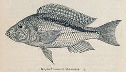 Image of Buccochromis