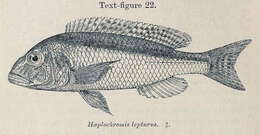 Image of Buccochromis