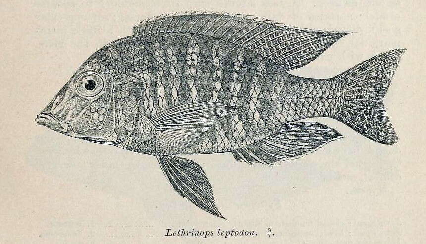 Image of Lethrinops