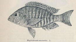 Image of Lethrinops