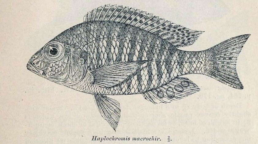 Image of Lethrinops