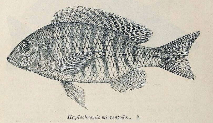 Image of Lethrinops