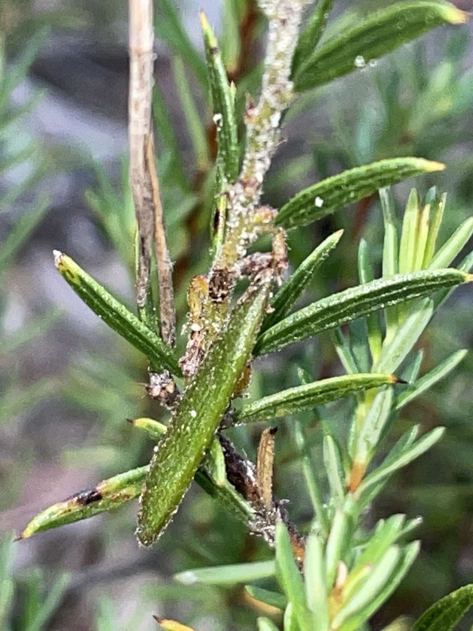 Image of Acacia bynoeana Benth.