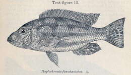 Image de Nimbochromis fuscotaeniatus (Regan 1922)