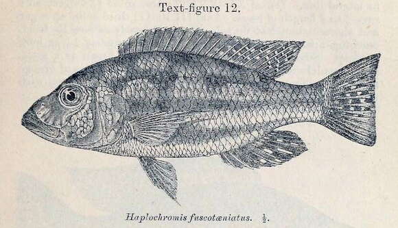 Image de Nimbochromis fuscotaeniatus (Regan 1922)