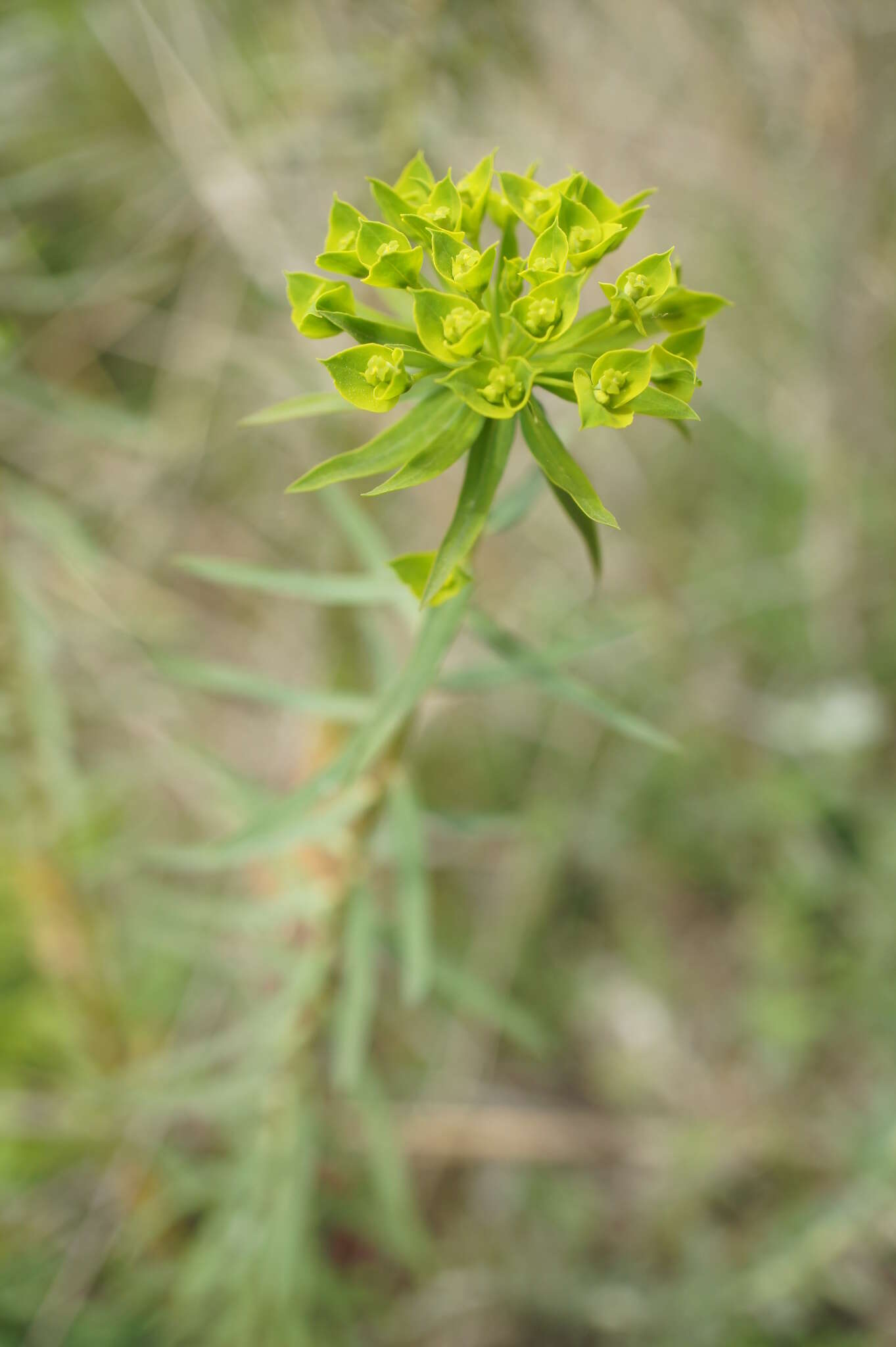 Imagem de Euphorbia seguieriana subsp. niciciana (Borbás ex Novák) Rech. fil.