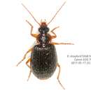 Image of Lebia (Nipponolebia) duplex Bates 1883