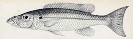 Image of Rhamphochromis