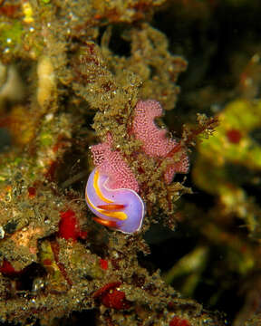 Image of Mexichromis trilineata (A. Adams & Reeve 1850)