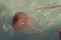 Image of sea nettle