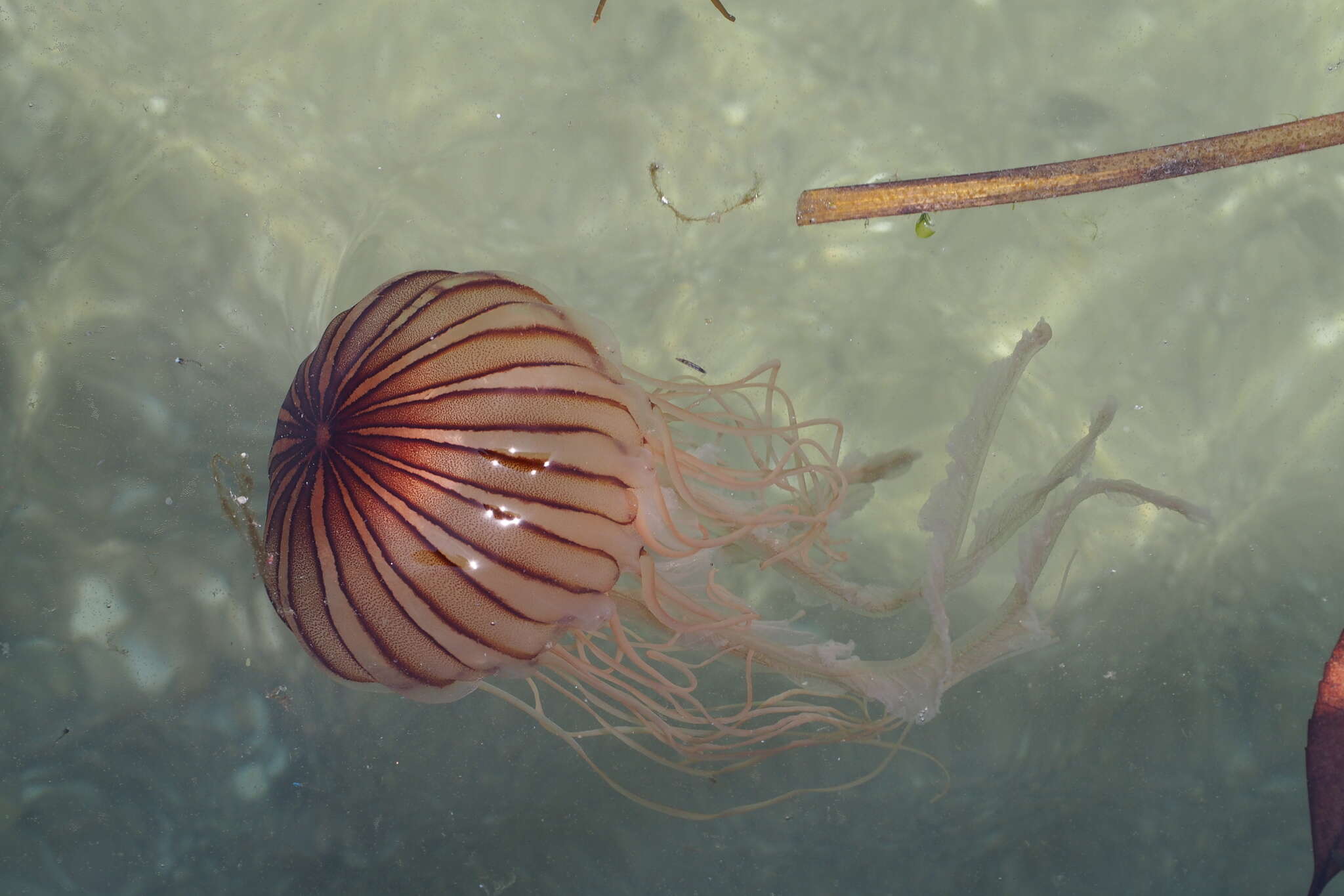 Image of sea nettle